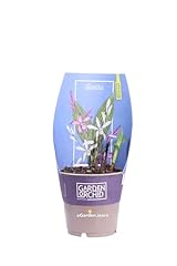 Pianta orchidea bletilla usato  Spedito ovunque in Italia 