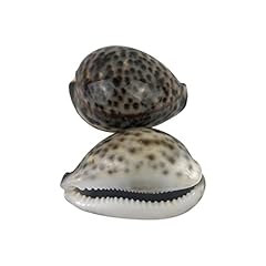 Mmvolesy 2pc polished for sale  Delivered anywhere in USA 
