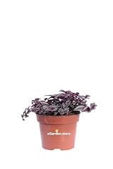 Pianta tradescantia purple usato  Spedito ovunque in Italia 