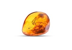 Baltic amber fossil for sale  Delivered anywhere in UK