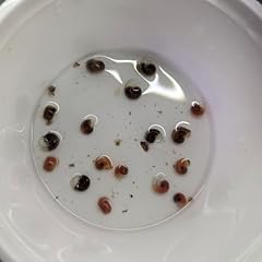 Small mixed ramshorn for sale  Delivered anywhere in UK