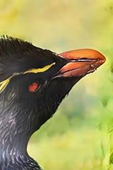 Rockhopper penguin notebook usato  Spedito ovunque in Italia 