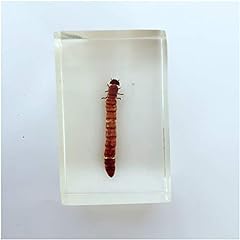Yotat breadworm taxidermy for sale  Delivered anywhere in UK