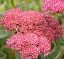 Sedum spectabile autumn d'occasion  Livré partout en France