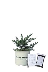 Blue pacific juniper for sale  Delivered anywhere in USA 