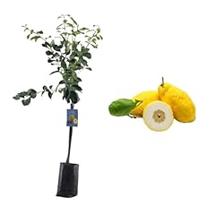 Pianta cedro citrus usato  Spedito ovunque in Italia 