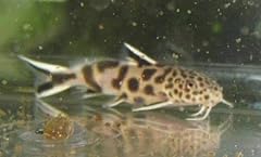 Cadiflex1500 synodontis petric for sale  Delivered anywhere in USA 