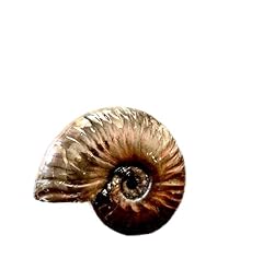 Natural large ammonite for sale  Delivered anywhere in USA 