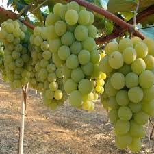 Uva fragola senza usato  Spedito ovunque in Italia 