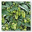 Seed herb hop for sale  Delivered anywhere in UK