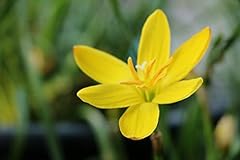 Zephyranthes citrina yellow for sale  Delivered anywhere in USA 