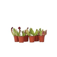 Plant box sarracenia usato  Spedito ovunque in Italia 
