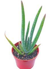 Live succulent aloe for sale  Delivered anywhere in USA 