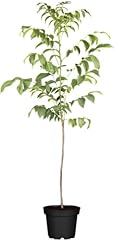 Walnuss baum juglans gebraucht kaufen  Wird an jeden Ort in Deutschland