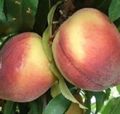 Belle georgia peach for sale  Delivered anywhere in USA 