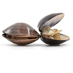 American hardshell cherrystone for sale  Delivered anywhere in UK