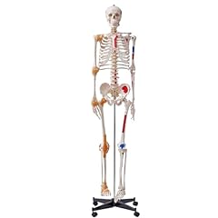 Vevor human skeleton for sale  Delivered anywhere in Ireland