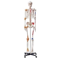 Vevor human skeleton for sale  Delivered anywhere in Ireland