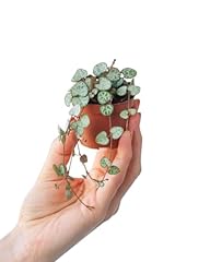 Plnts baby ceropegia gebraucht kaufen  Wird an jeden Ort in Deutschland