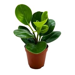 Bubbleblooms peperomia obtusif for sale  Delivered anywhere in USA 