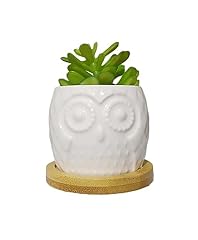 Succulent pots cute for sale  Delivered anywhere in USA 
