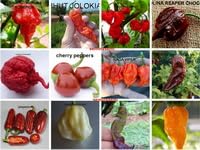 120 semi peperoncino usato  Spedito ovunque in Italia 