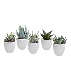 Succulentes mélange gasteria d'occasion  Livré partout en France