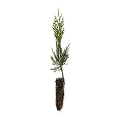 Incense cedar small for sale  Delivered anywhere in USA 