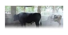 Rainbow mister livestock for sale  Delivered anywhere in USA 
