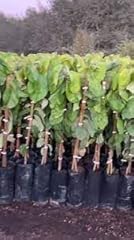Cherimoya white grafted for sale  Delivered anywhere in USA 
