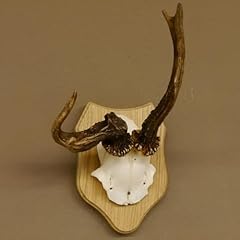 606.129 bois cerf d'occasion  Livré partout en France