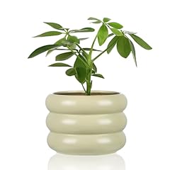 Vanenjoy small plant for sale  Delivered anywhere in USA 