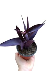 Pianta vera tradescantia usato  Spedito ovunque in Italia 