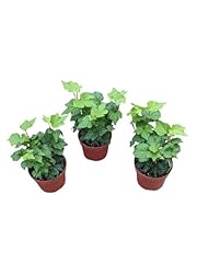 English ivy plants for sale  Delivered anywhere in USA 