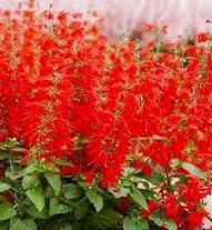 Red jewel dwarf for sale  Delivered anywhere in USA 