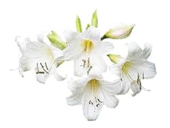 White naked ladies for sale  Delivered anywhere in USA 