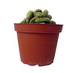 Brain cactus mammillaria for sale  Delivered anywhere in USA 