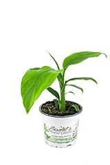 Banane winterhart musa gebraucht kaufen  Wird an jeden Ort in Deutschland