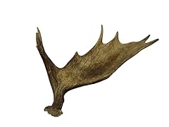 Generic whole moose for sale  Delivered anywhere in USA 