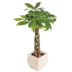 Costa farms money for sale  Delivered anywhere in USA 