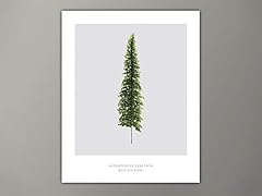 Boston fern plant for sale  Delivered anywhere in USA 