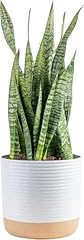 Costa farms premium for sale  Delivered anywhere in USA 