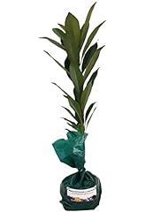 Japanese blueberry tree for sale  Delivered anywhere in USA 