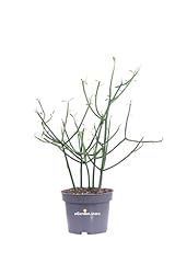 Pianta euphorbia tirucalli usato  Spedito ovunque in Italia 