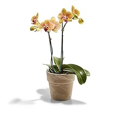 Floral plant orchid for sale  Delivered anywhere in USA 