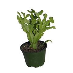 Plantvers schlumbergera bridge for sale  Delivered anywhere in USA 