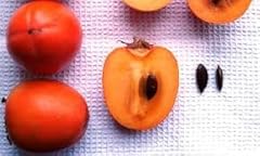 Persimmon tree varietal for sale  Delivered anywhere in UK