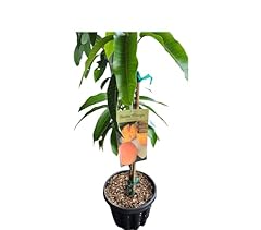 Exotic plantss grafted for sale  Delivered anywhere in USA 