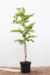 Robinia hispida macrophylla gebraucht kaufen  Wird an jeden Ort in Deutschland