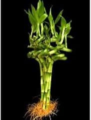 Live lucky bamboo for sale  Delivered anywhere in USA 